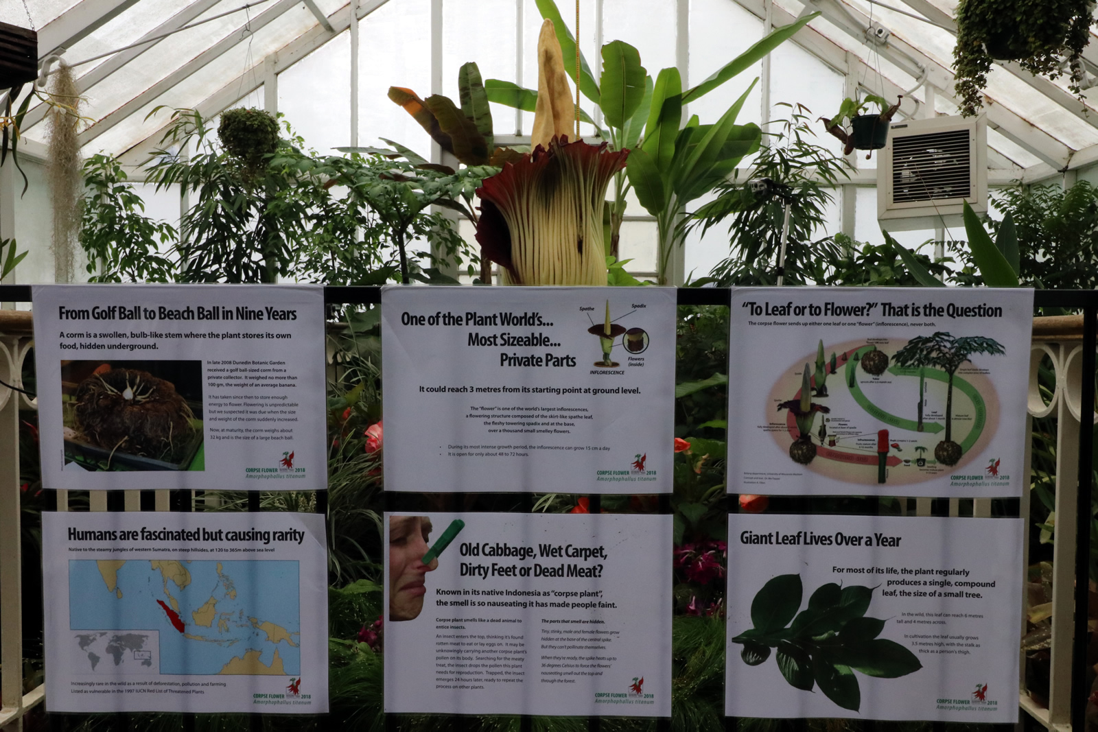 2018 02 05 CorpseFlower 2103